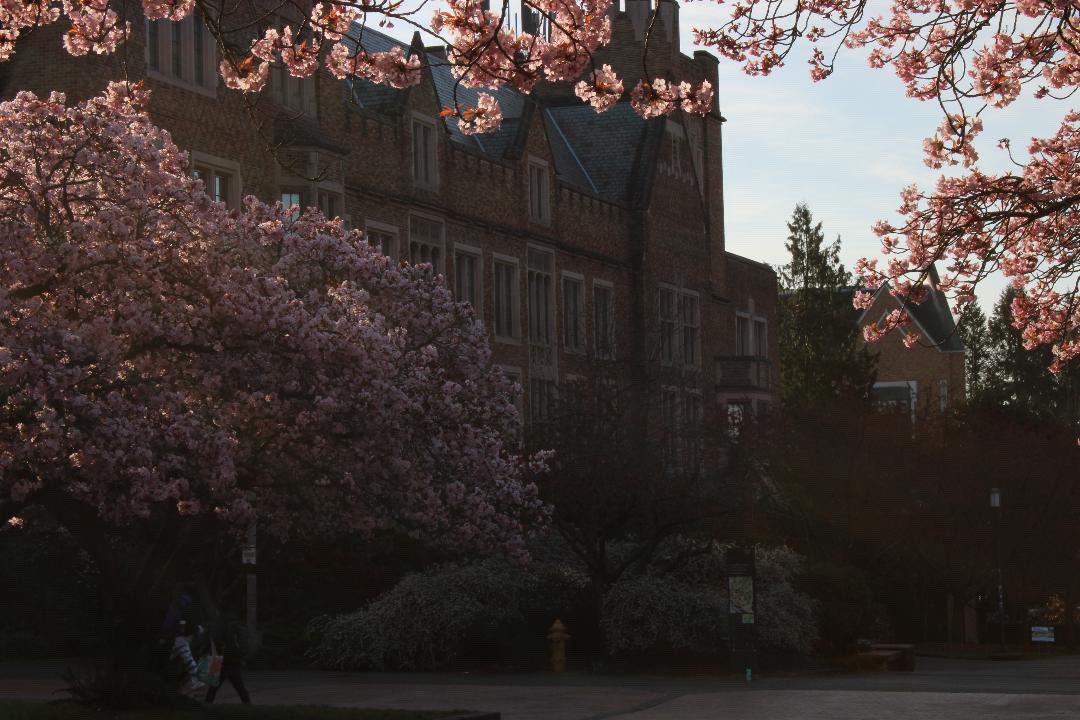 UW Cherry Blossoms tweet media