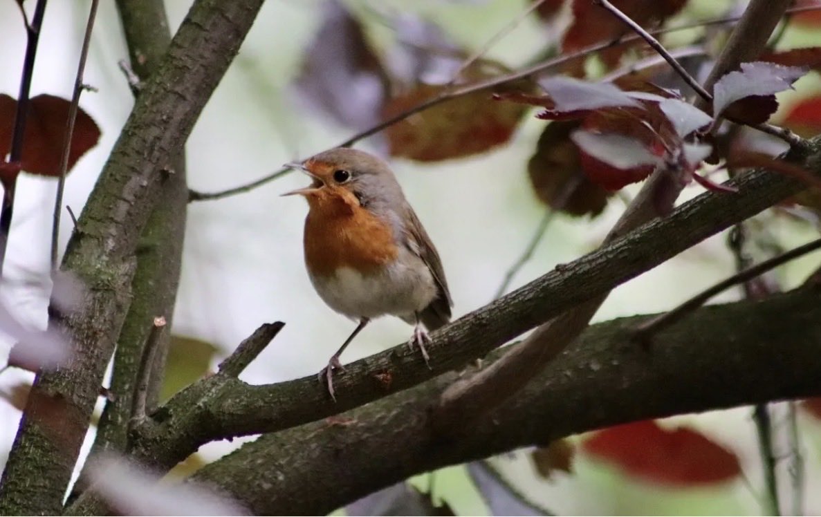 🌻 AnnetteJB- Go Wild tweet media