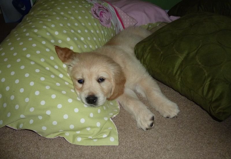 SiliGremlin tweet media