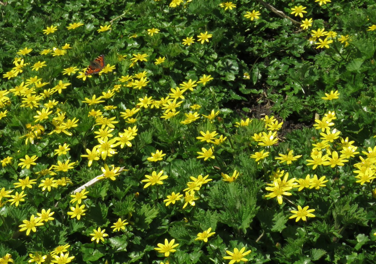 Brigit Strawbridge tweet media