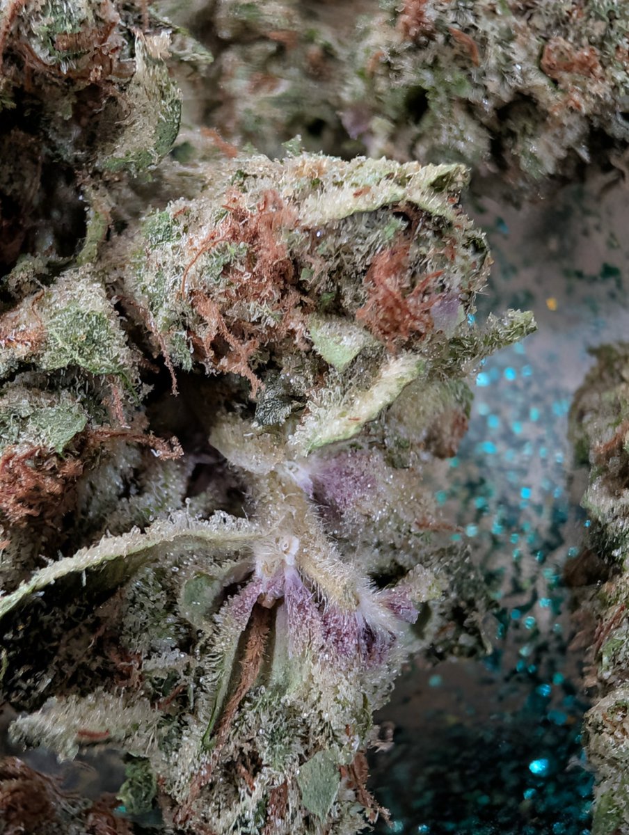 SarkazzHere's tweet image. Bright, citrusy, and straight to the point 🍋🔥 — Lemon Haze from JK Distro brings that clean lemon zest on the inhale with an uplifting, feel-good vibe hits quick and keeps you moving. Perfect for daytime energy or staying locked in without feeling heavy.

#LemonHaze #StayLifted