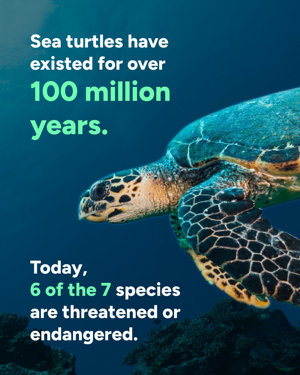 Wave Browser tweet media