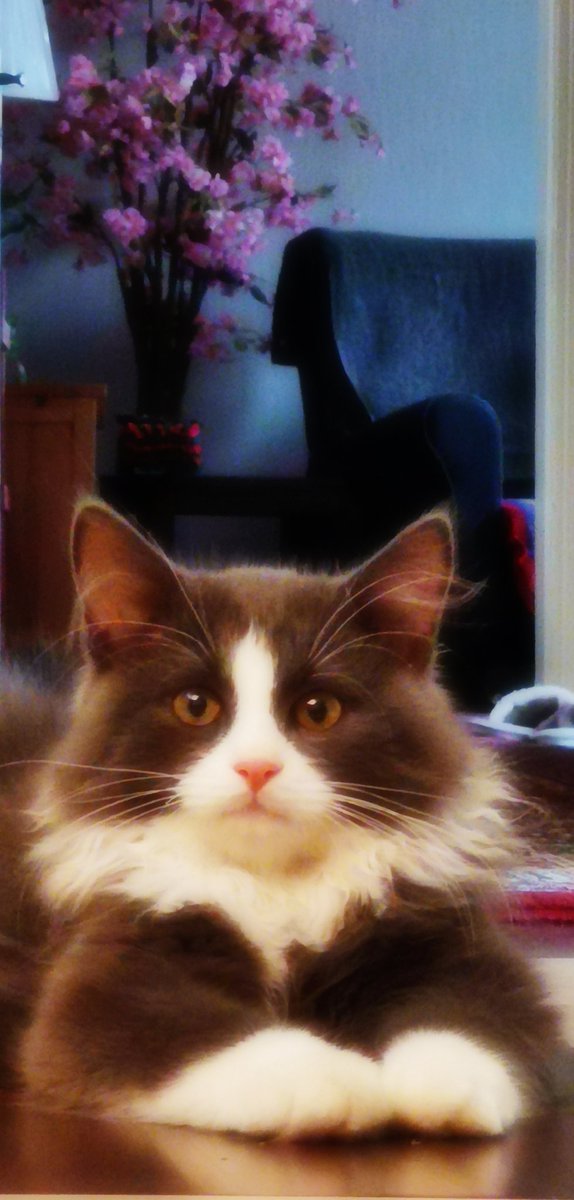 عادل محمد tweet media