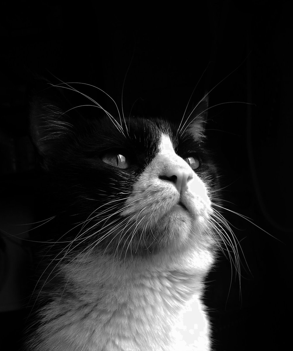 عادل محمد tweet media