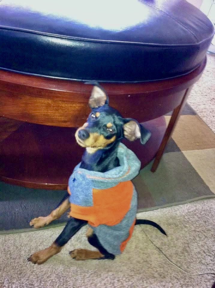 el_oso 🇺🇸 tweet media