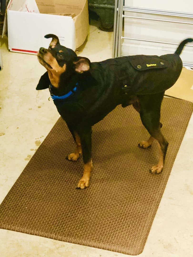 el_oso 🇺🇸 tweet media