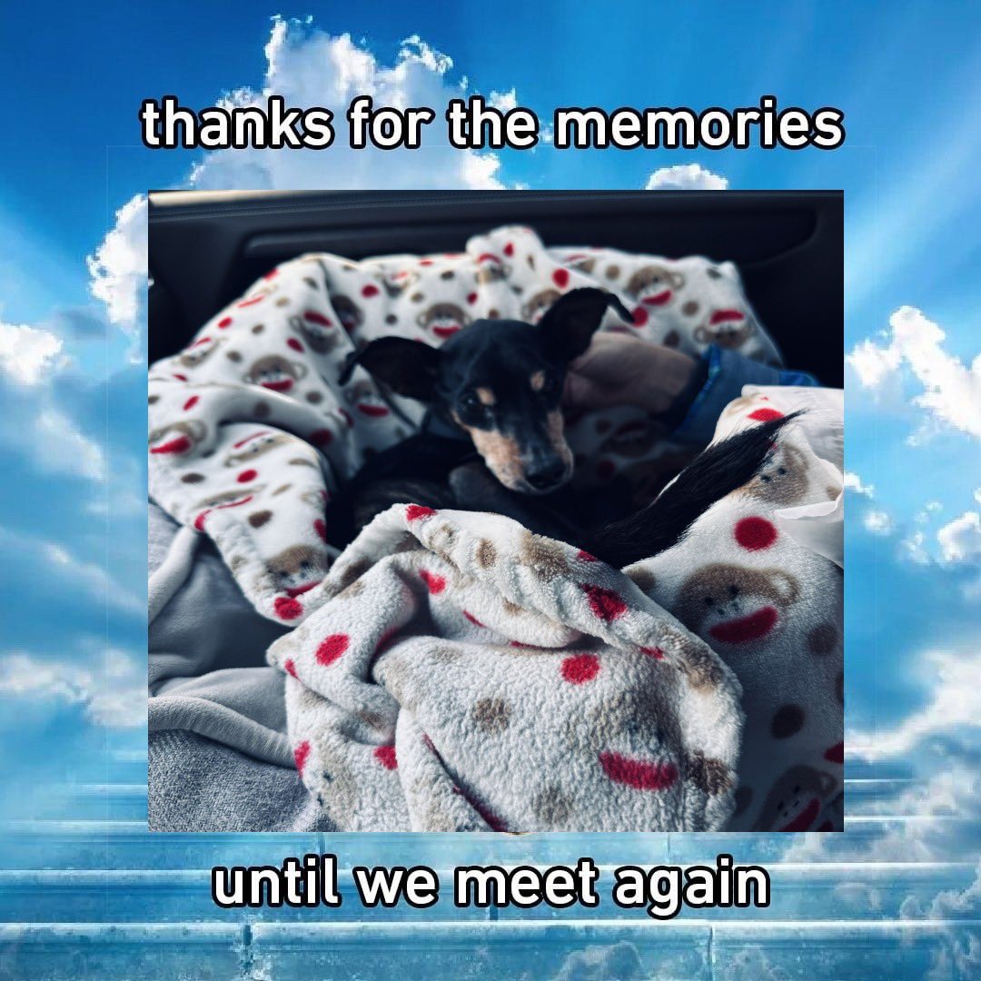 el_oso 🇺🇸 tweet media