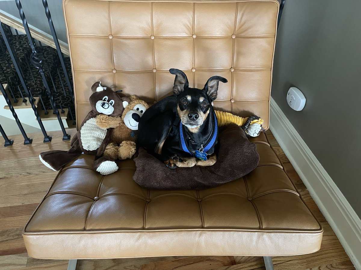 el_oso 🇺🇸 tweet media