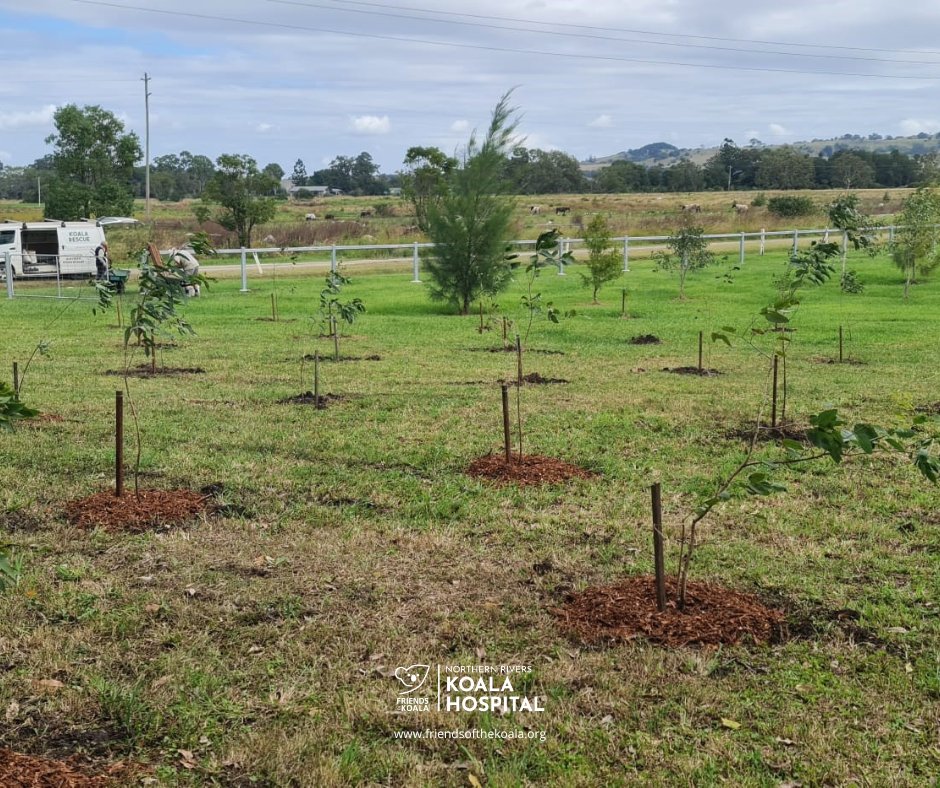 Friendsofthekoala tweet media