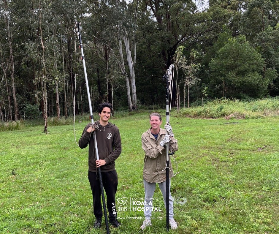 Friendsofthekoala tweet media