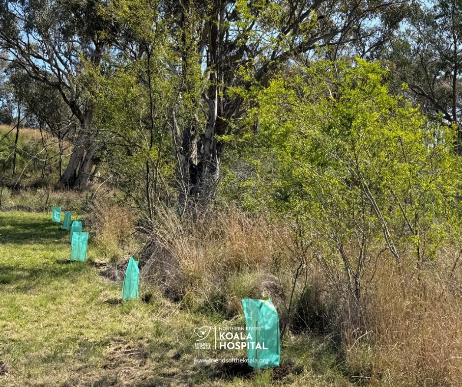 Friendsofthekoala tweet media