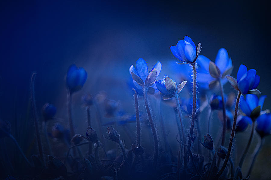 Art - Photography and Music tweet media