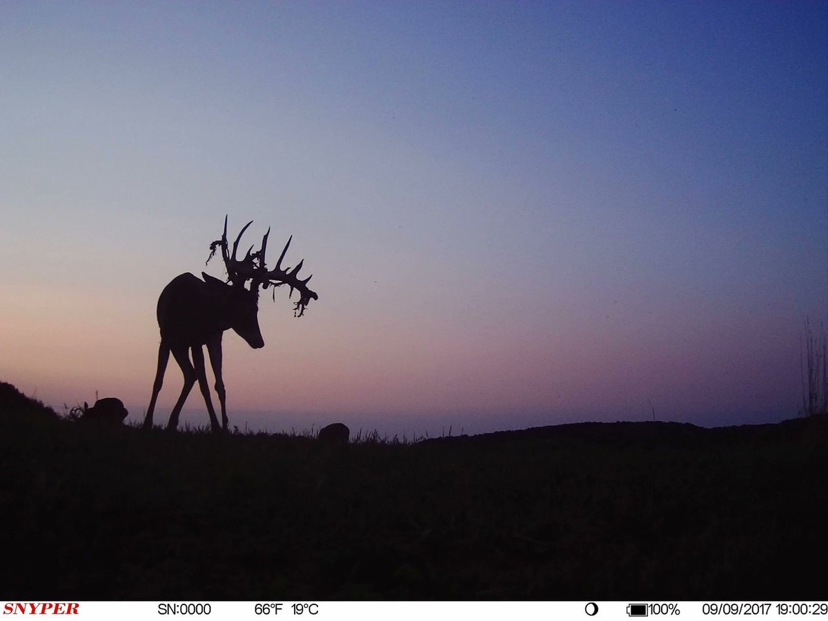 trailcam tweet media