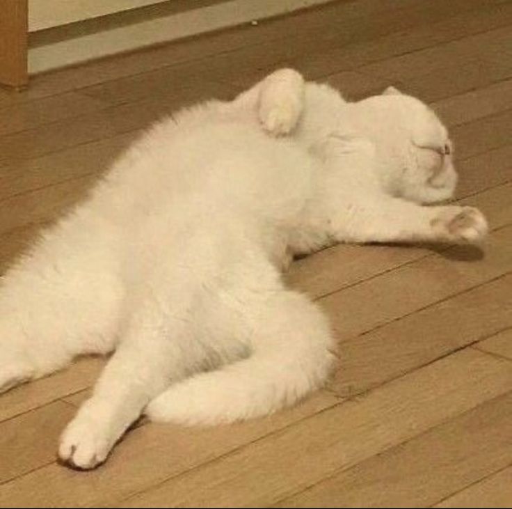 𝑯𝑬 𝑾𝑯𝑶 𝑯𝑨𝑺 𝑭𝑨𝑳𝑳𝑬𝑵 . ✧ tweet media