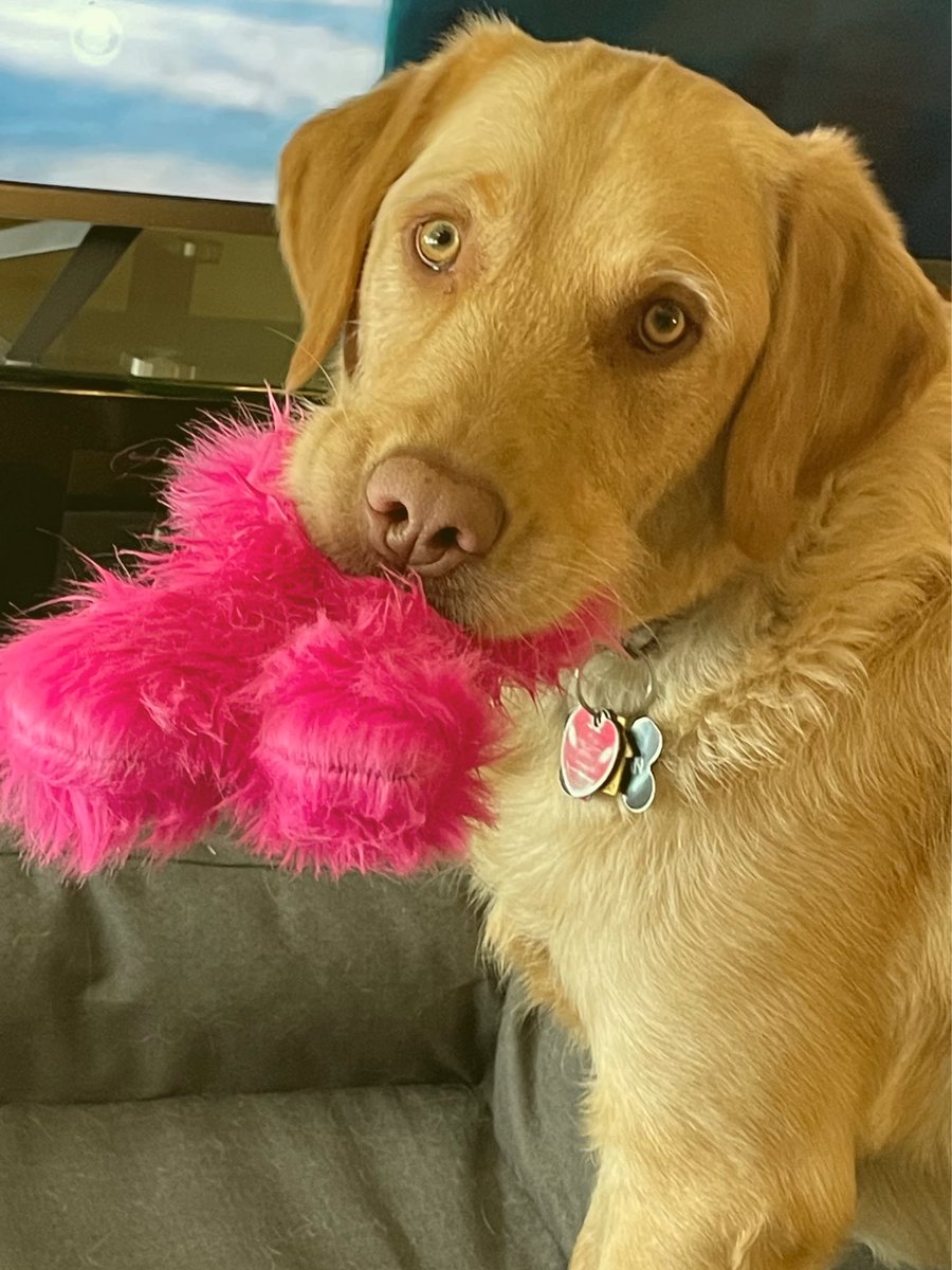 LynnieWi's tweet photo. @UnrealBluegrass @dog_rates https://t.co/RWaVunfsv1