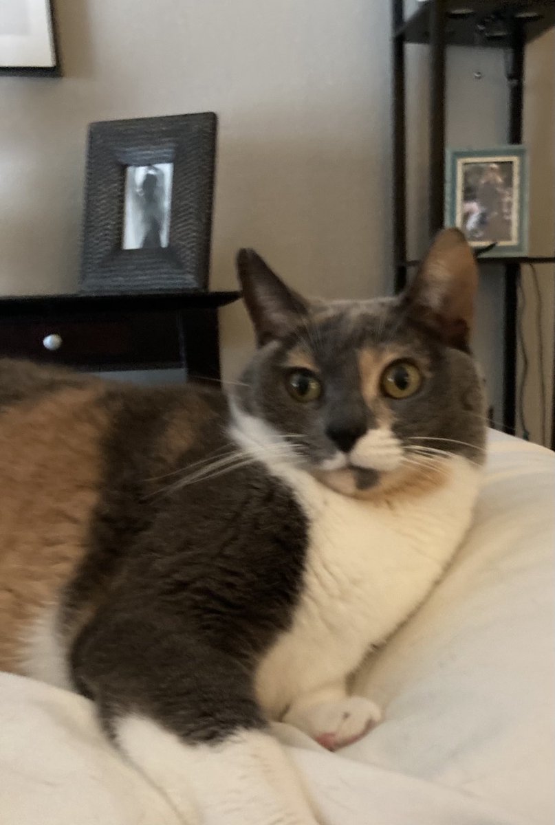 Mocha is in the house tweet media