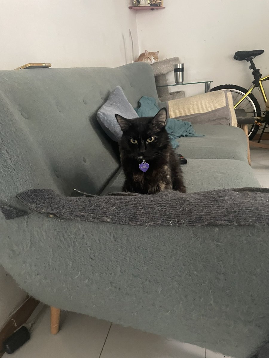 Kami the baddy Alfonsina🐓 tweet media