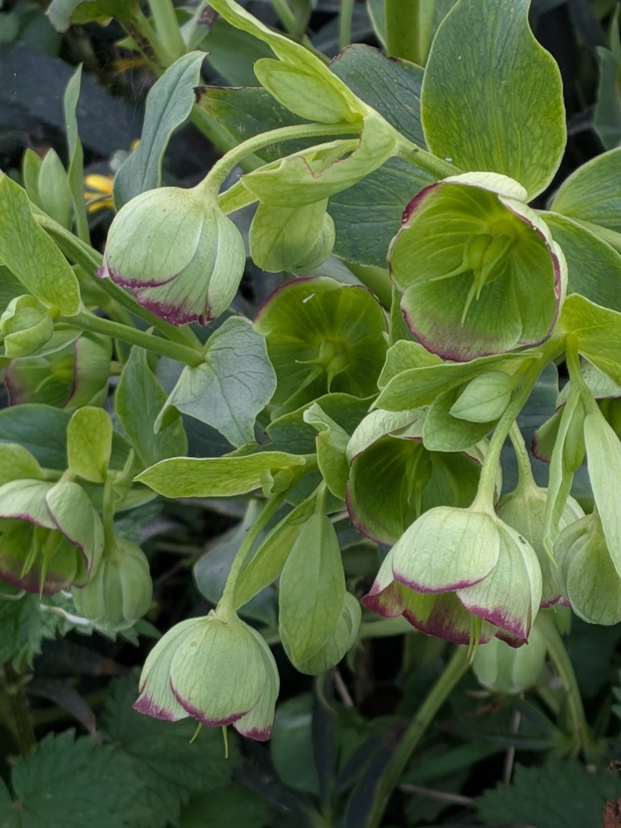 Brian Hedley tweet media