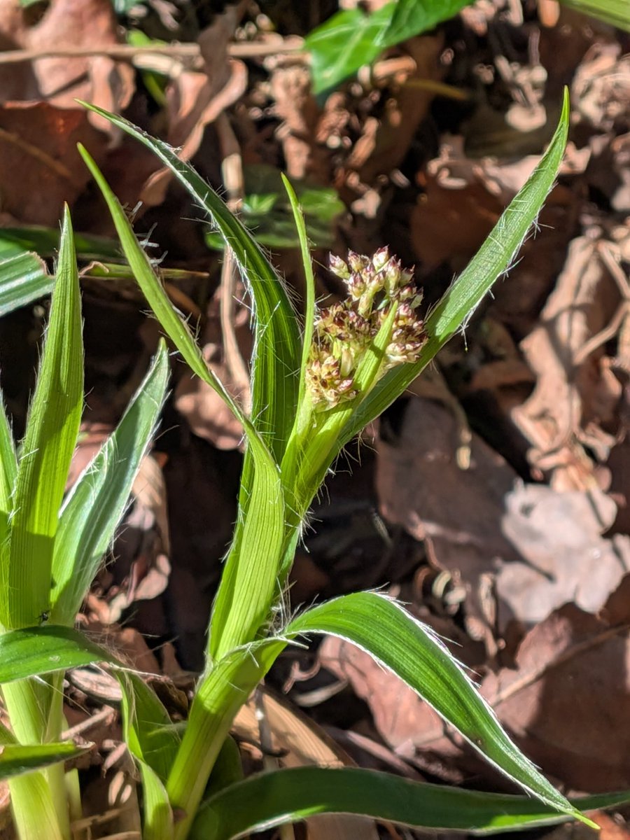 Brian Hedley tweet media