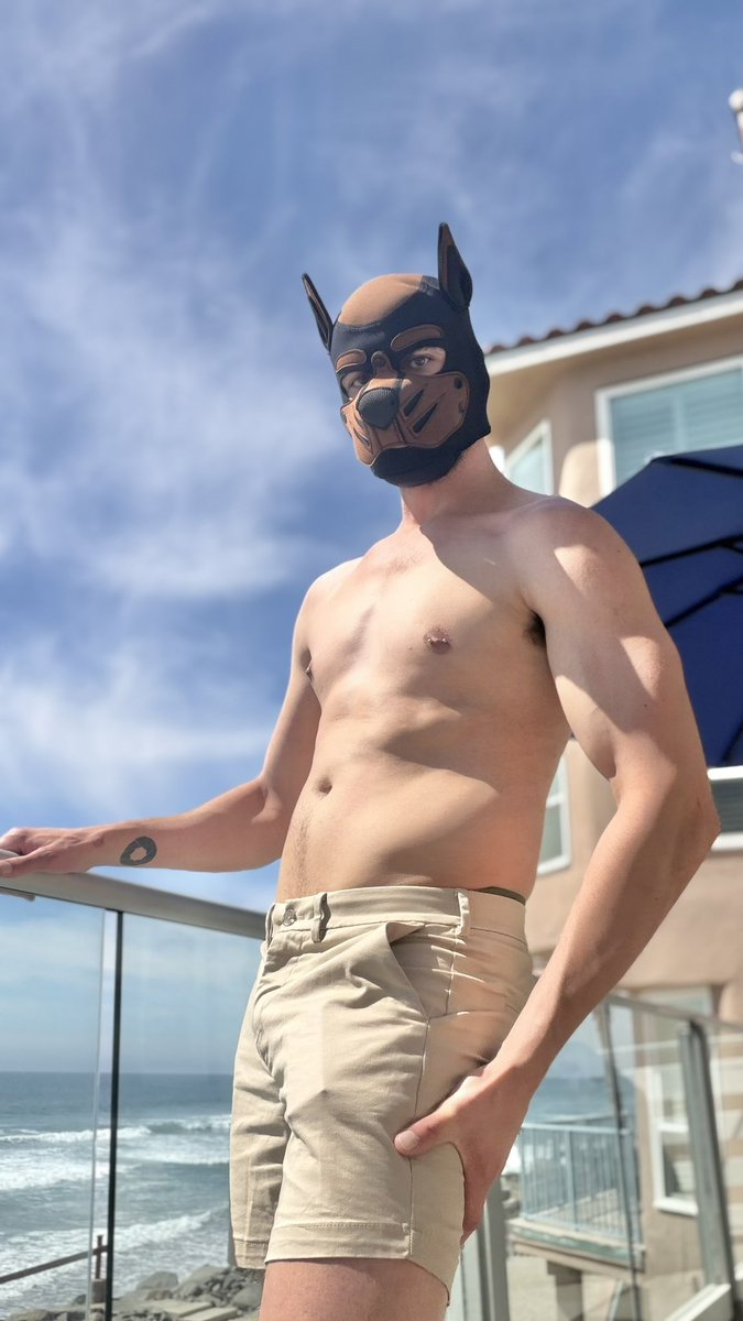 Danger Doberman tweet media