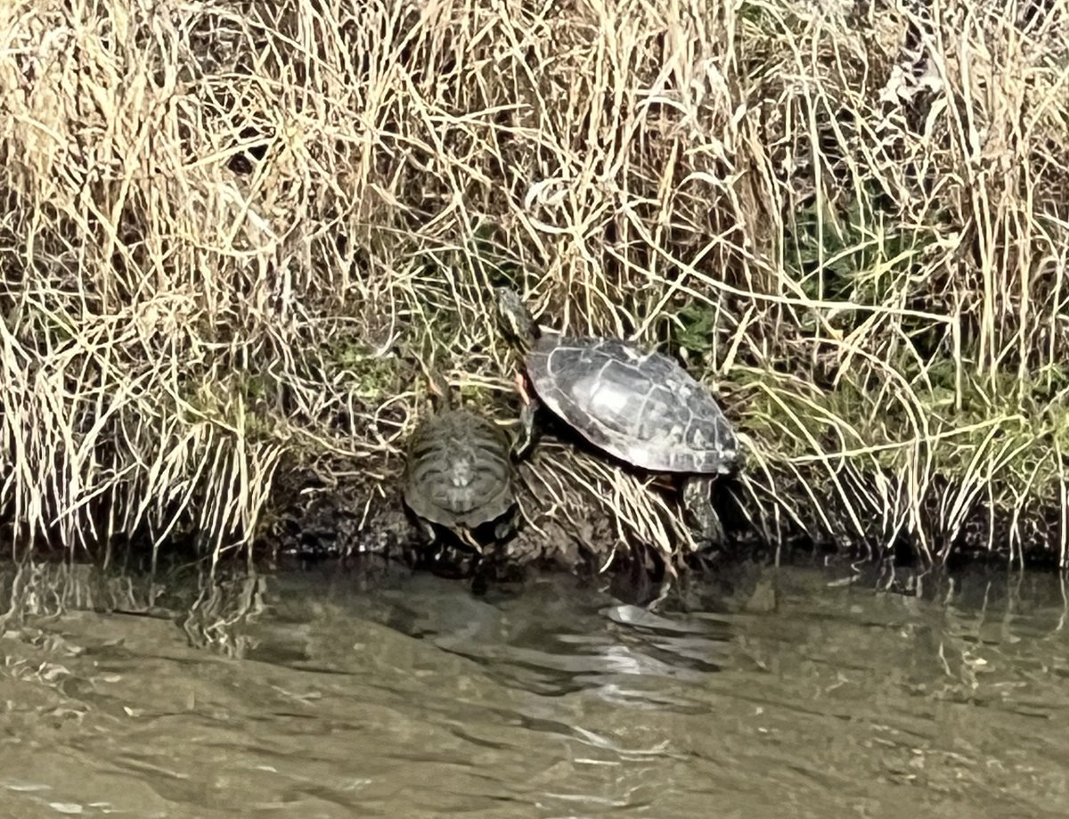 Kyle Treasure tweet media