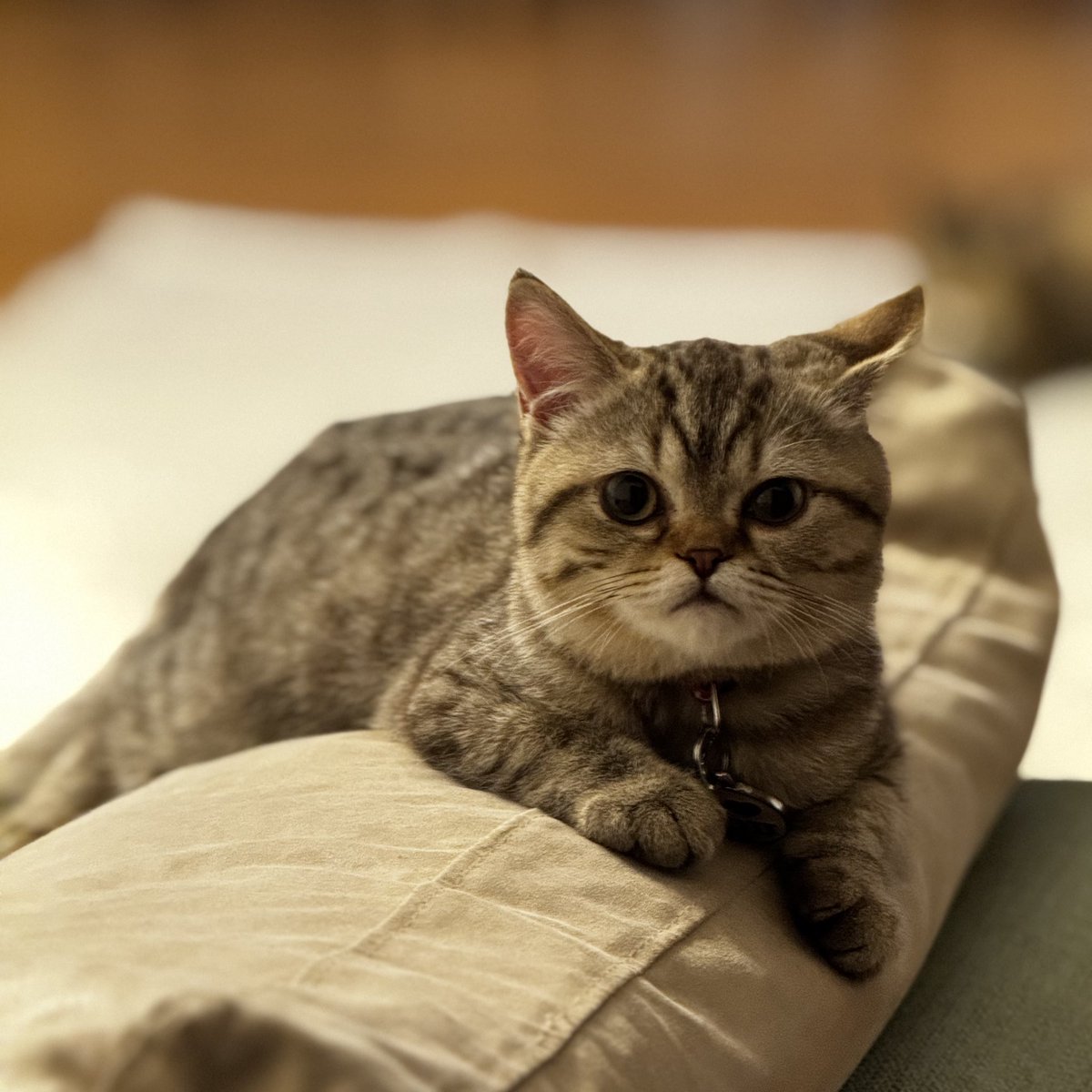 طراد الأسمري tweet media