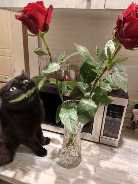 Black cats are not bad luck tweet media