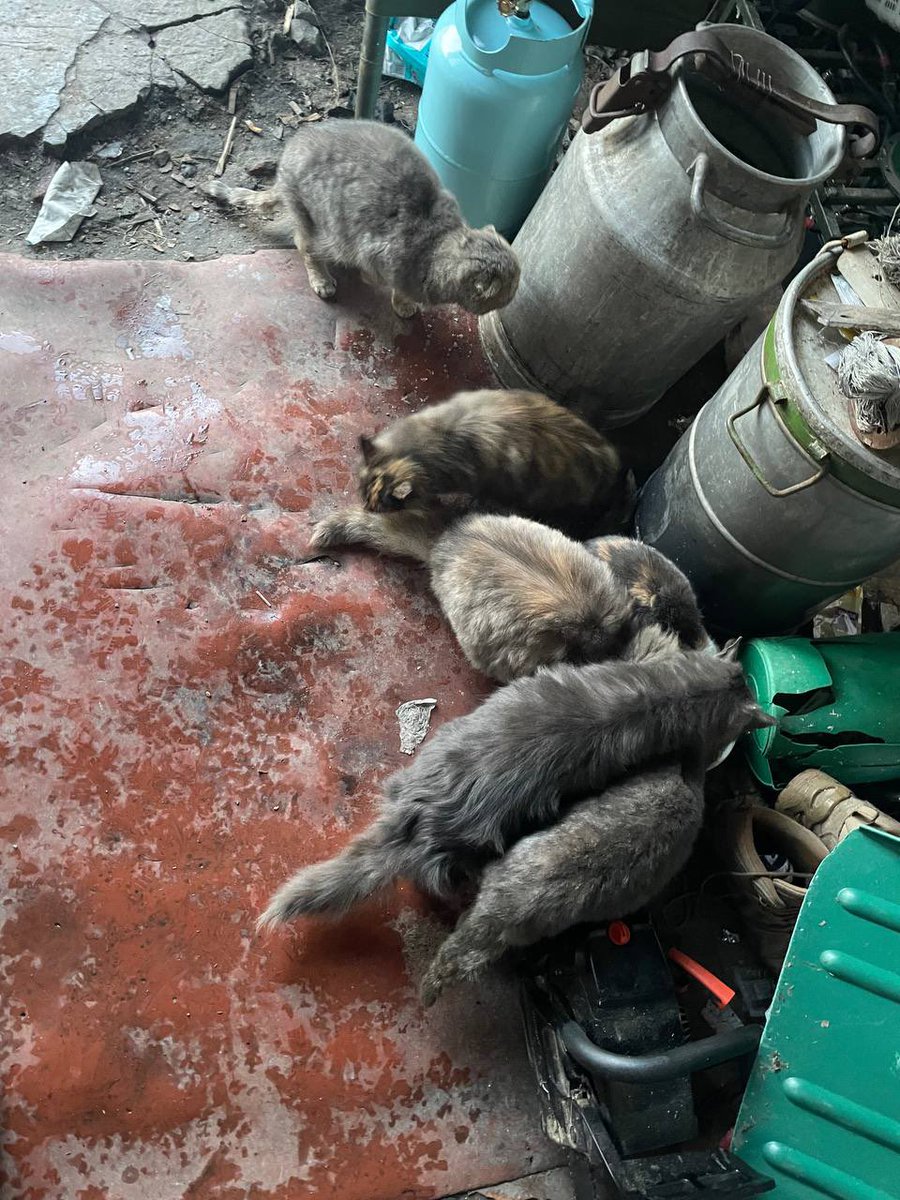 Valeria_SvoRa tweet media