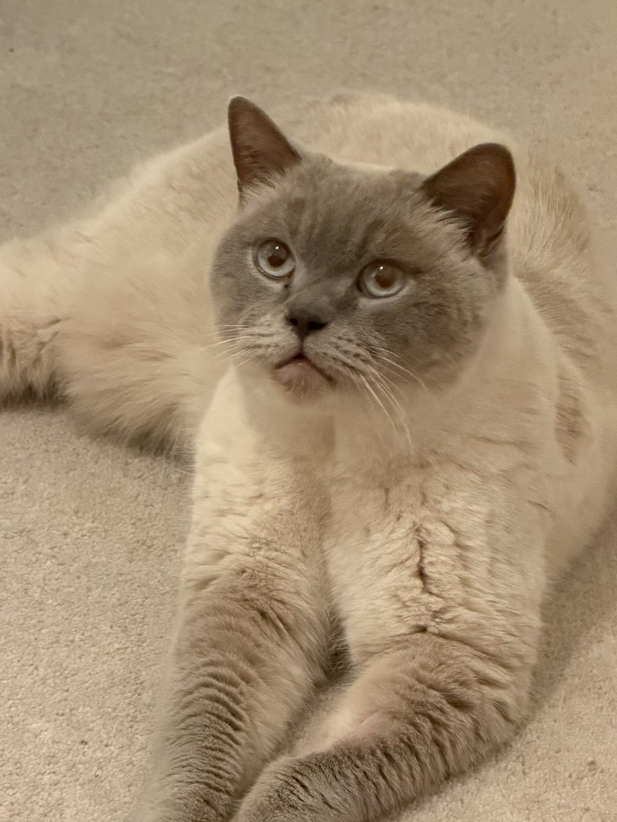 Steve Fraser tweet media