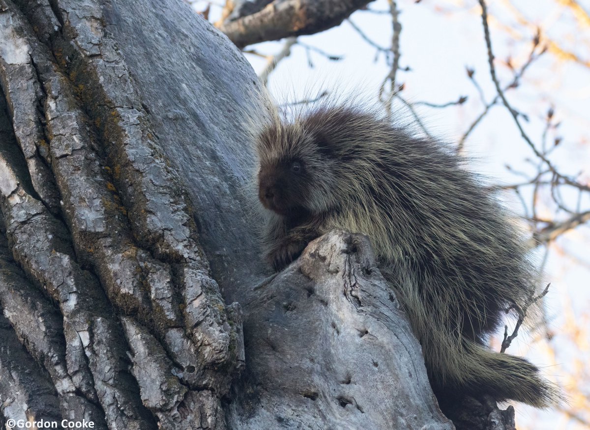 GordonCooke9's tweet photo. Porcupine. Pictures taken March 22 2026, Calgary. #Calgary #Alberta #wildlife #nature #photography https://t.co/Dk6vEZl4Xl
