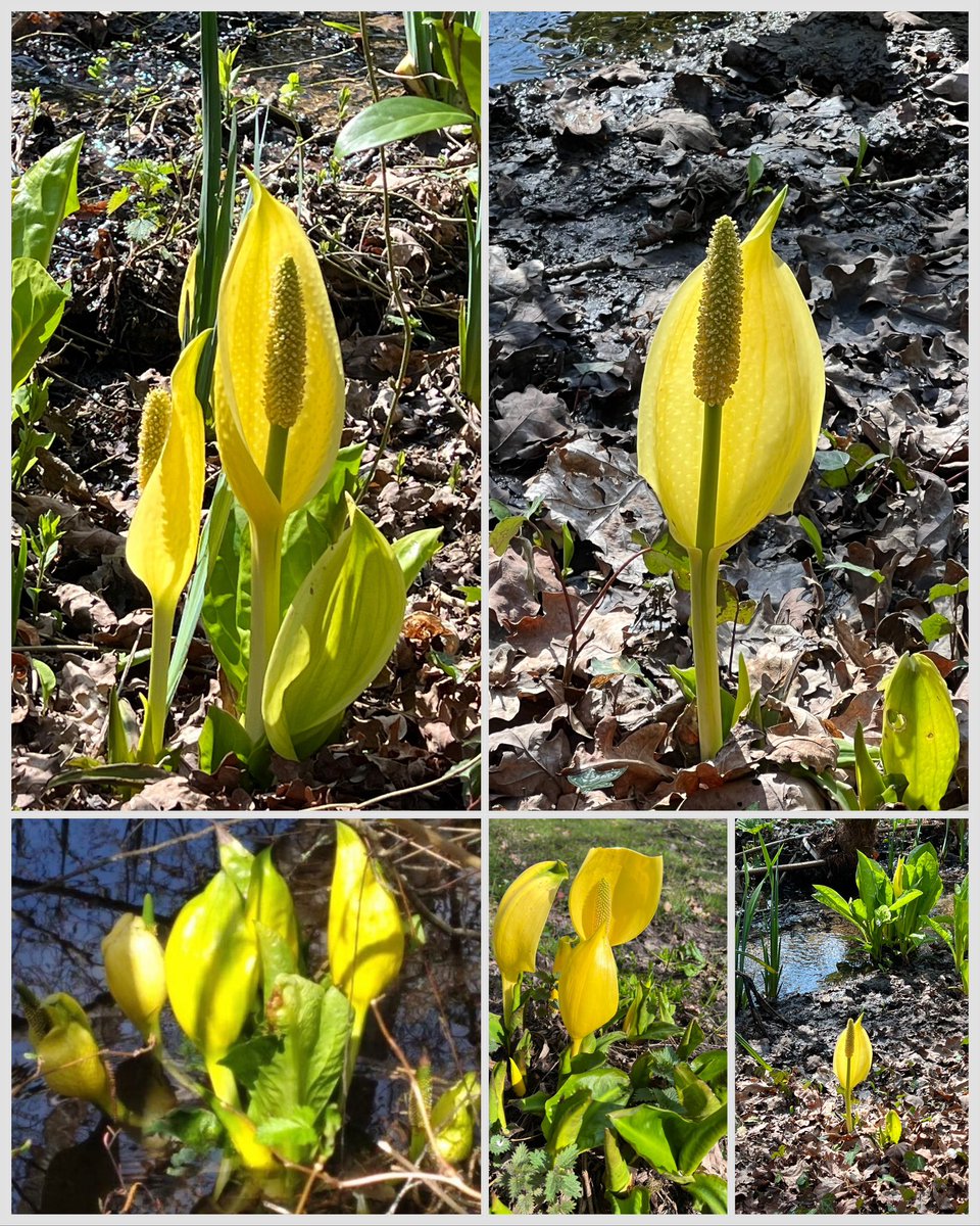 Lussas's tweet photo. Western Skunk Cabbage is non-native but naturalised on the Beaulieu River 🌿 Its spadix heats via thermogenesis, melts snow &amp; attracts early insects. Plants that literally generate heat! #wildflowerhour @wildflower_hour #storyplants https://t.co/vbhZFKOrS4