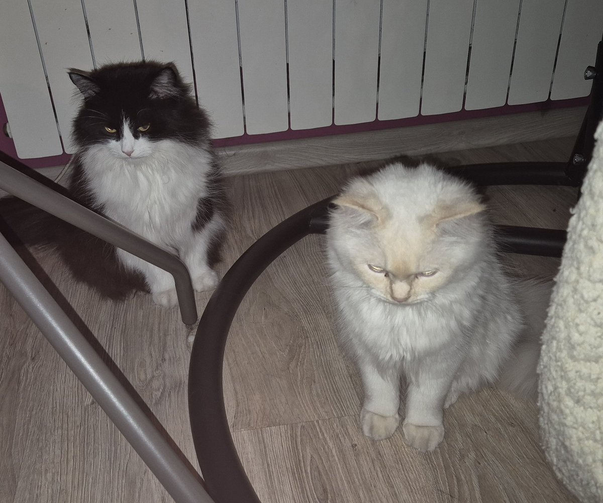 Tomek loves Randal! 🐈 tweet media