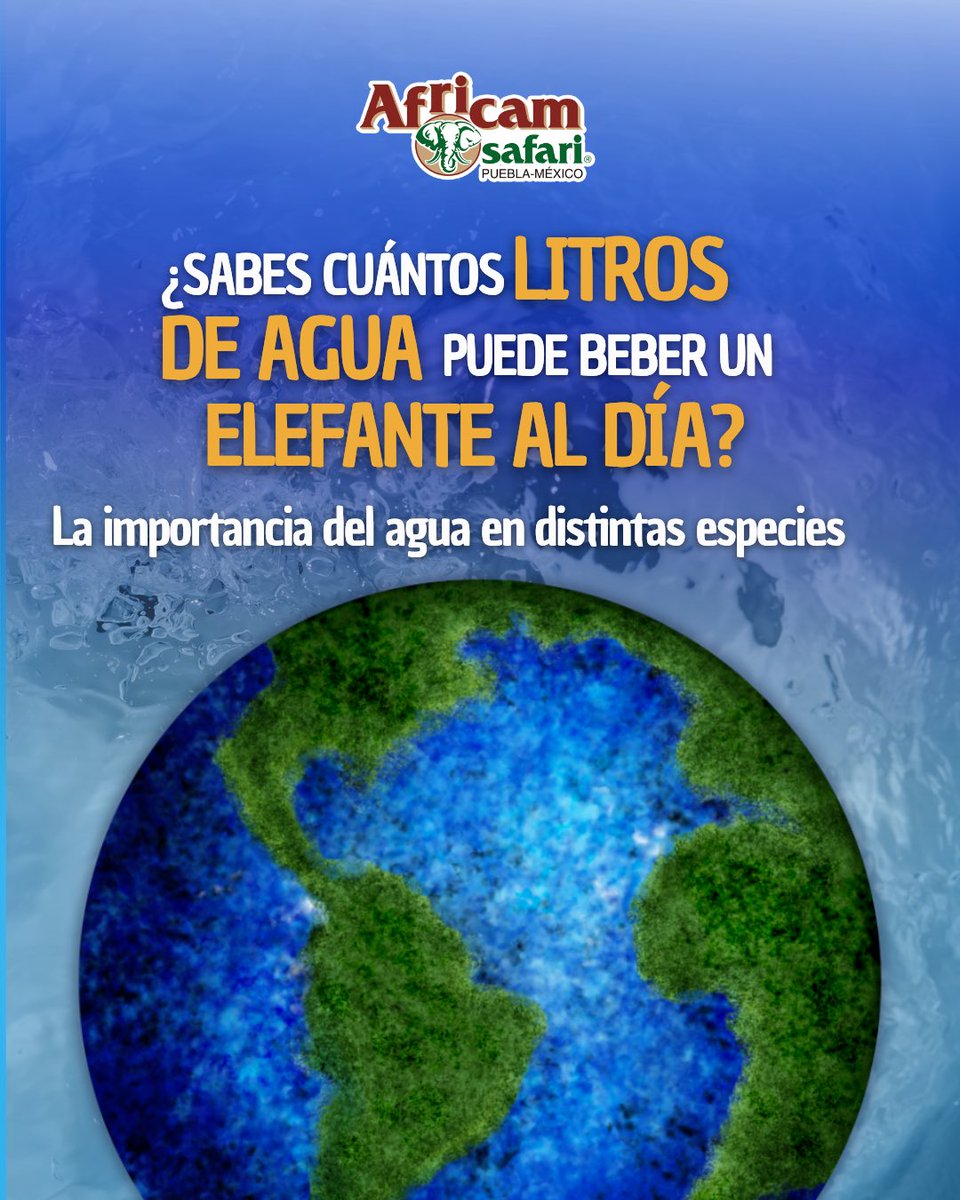 Africam Safari tweet media