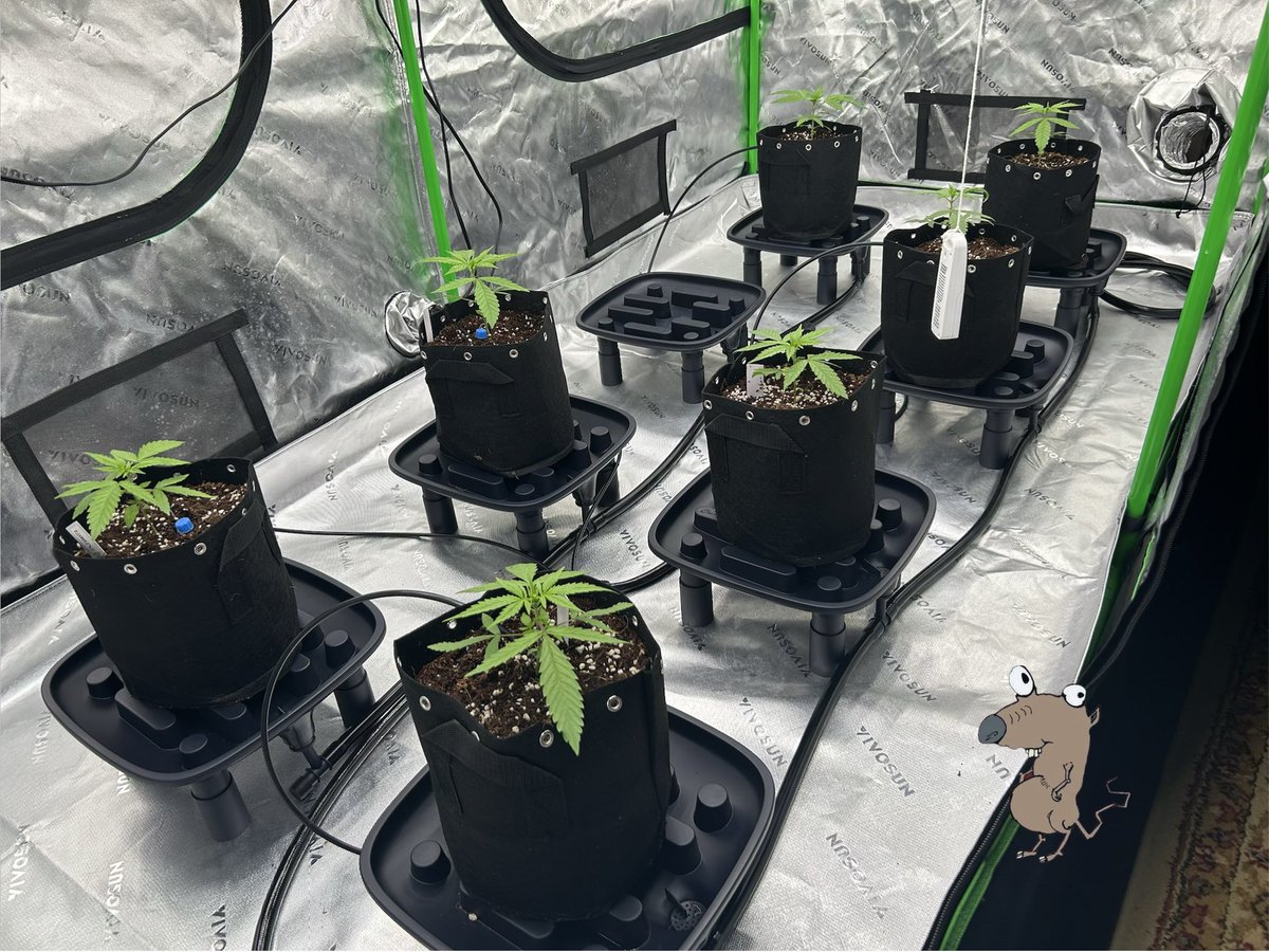 Scratchy Rat Seeds tweet media