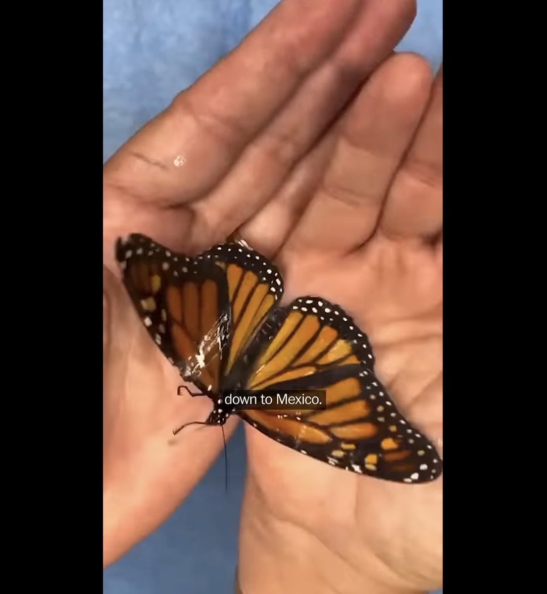 🌻 AnnetteJB- Go Wild tweet media