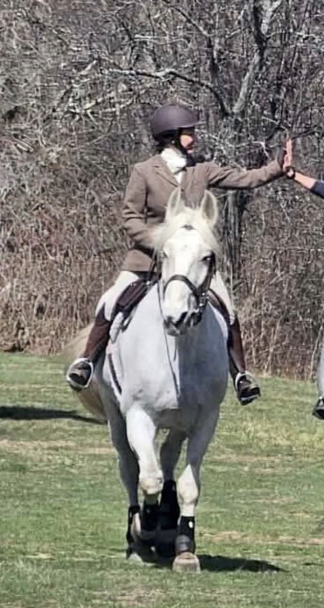 Horse tweet media