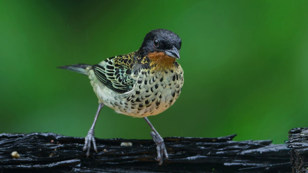 Caren Jahre tweet media