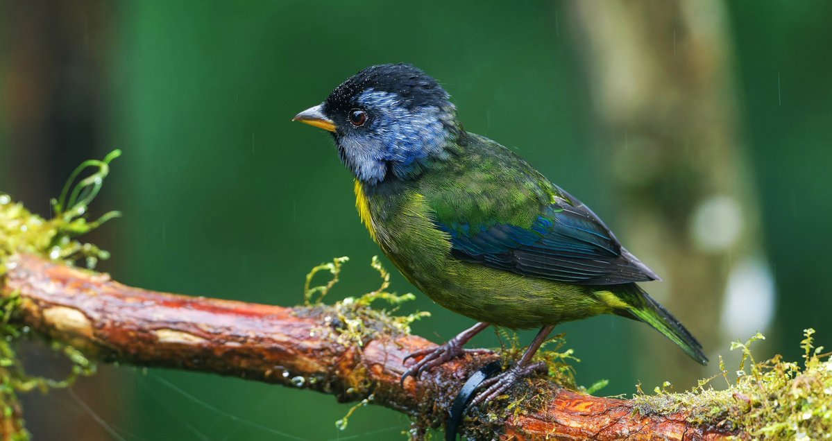 Caren Jahre tweet media