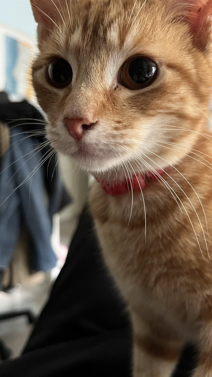 𝙑𝙞𝙩𝙞𝙣𝙞𝙣𝙝𝙤🇵🇹 #VitinhaBallondOr tweet media