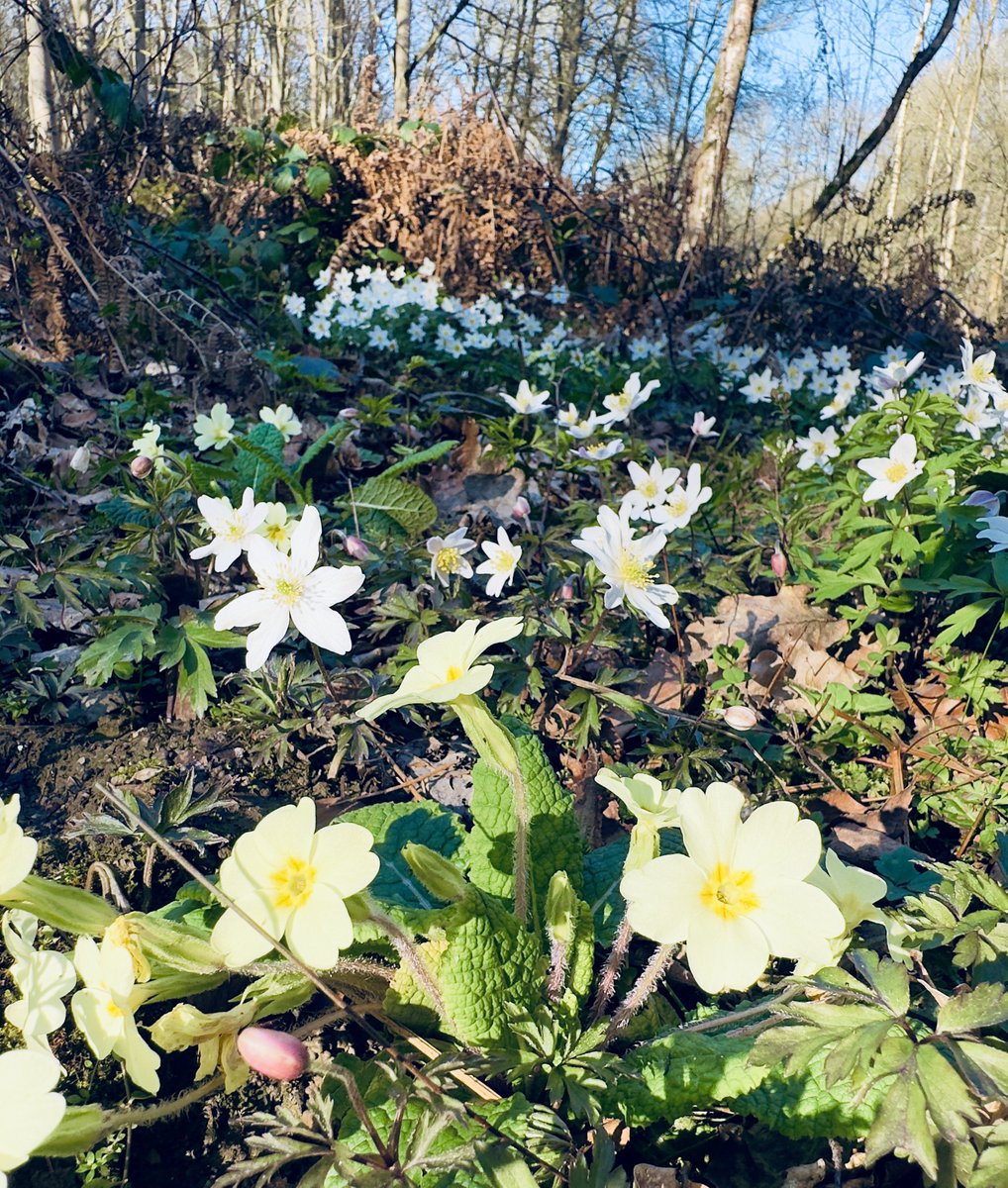 SHeadbirder's tweet image. Primroses &amp;amp; Wood anemones in ancient woodland in Kent this week. #wildflowerhour