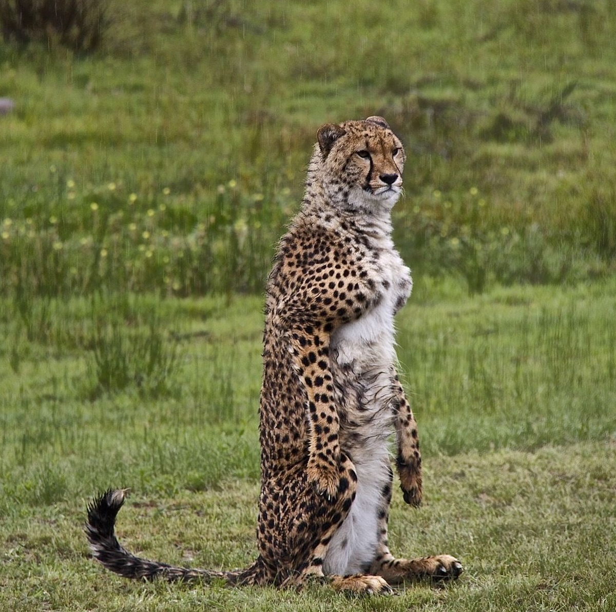 Punch Cat tweet media