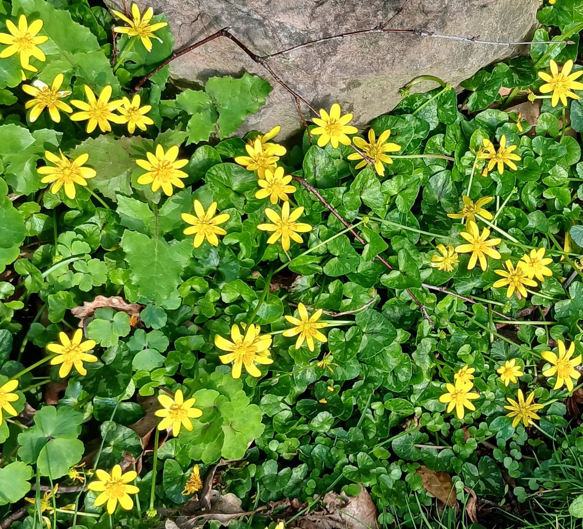 Suzanne Coleman tweet media