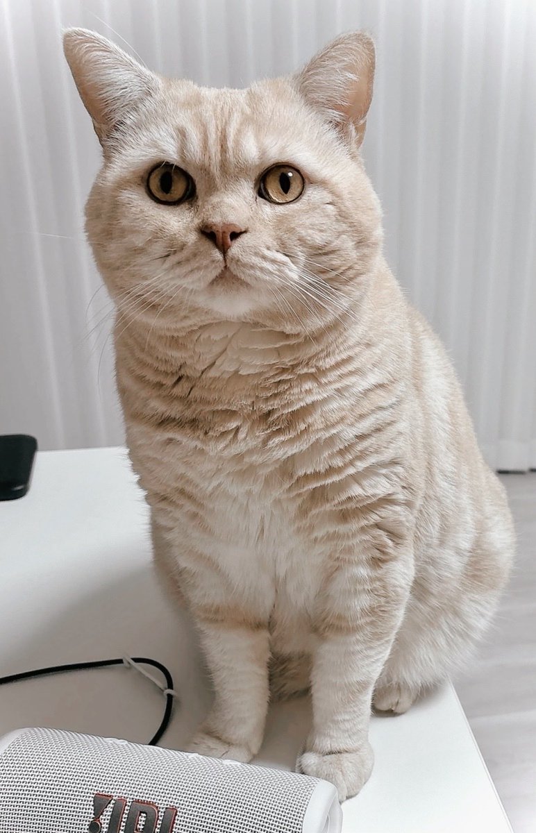 笠井あゆみ 個展「麗人」inヴァニラ画廊'26/4/4～ 画集「麗人」発売予定 tweet media