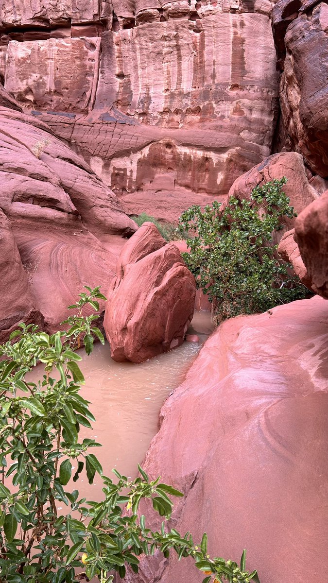 فُےـٱطٌمة#إلا_الوطن tweet media