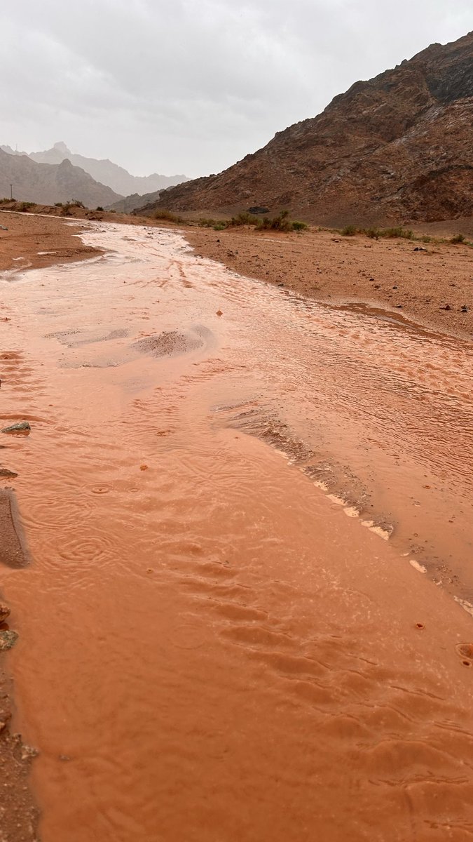 فُےـٱطٌمة#إلا_الوطن tweet media