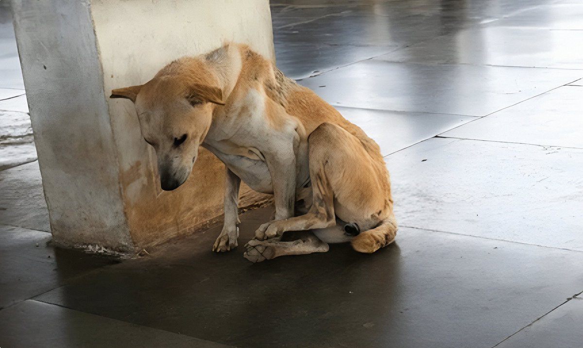 Antonio Acuña Paniagua tweet media