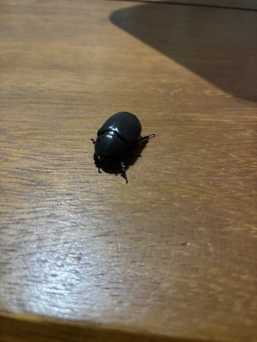 Oryctes monoceros🤔？
アフリカサイカブト？