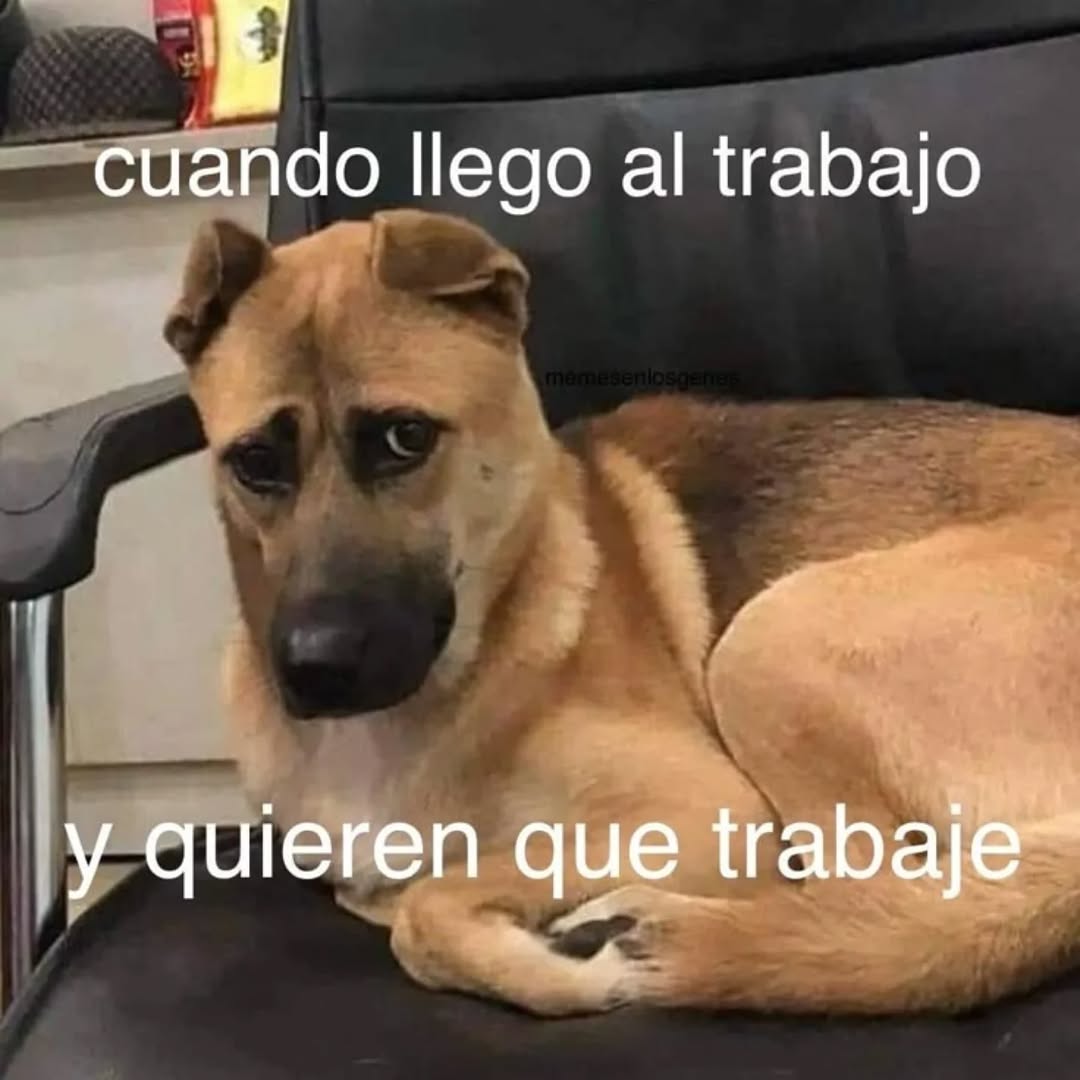 Mundo de Bigotes tweet media