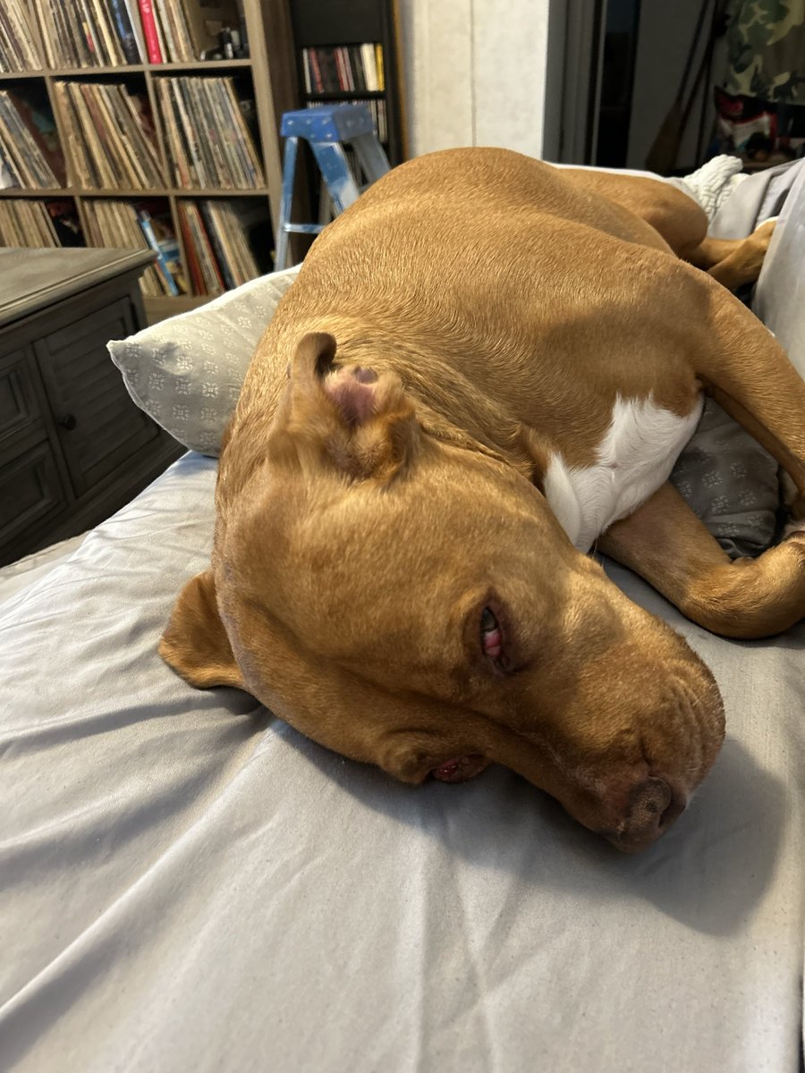 SkipB464198's tweet photo. @GuntherEagleman My big boy Luke. He’s having ACL surgery this week. https://t.co/XjC9HuhI7e