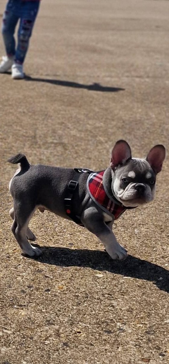 Pawprints Dog Rescue (UK) tweet media